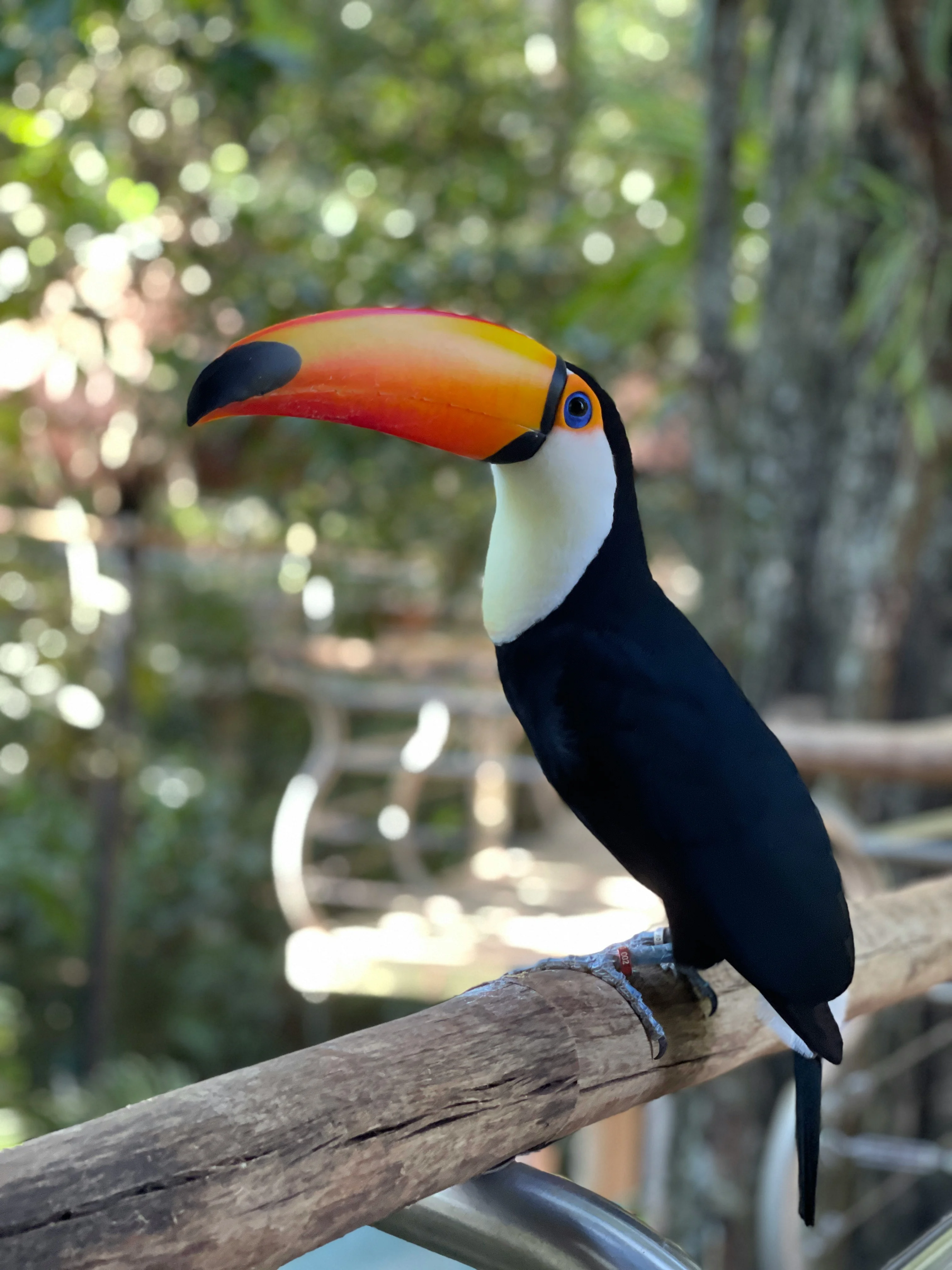 Arara